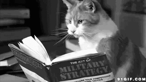 猫咪专心看书动态图:猫猫