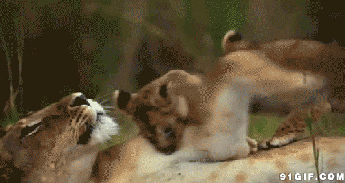 母狮和幼崽动态图:狮子