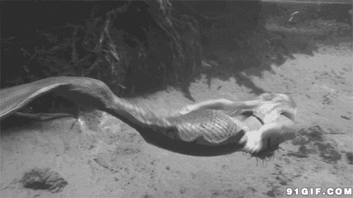 海底畅游美人鱼gif图:美人鱼