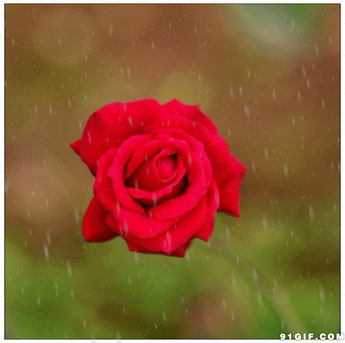 雨中红玫瑰动态图