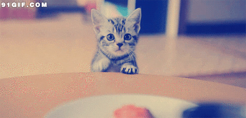 小猫咪爬桌子动态图:猫猫