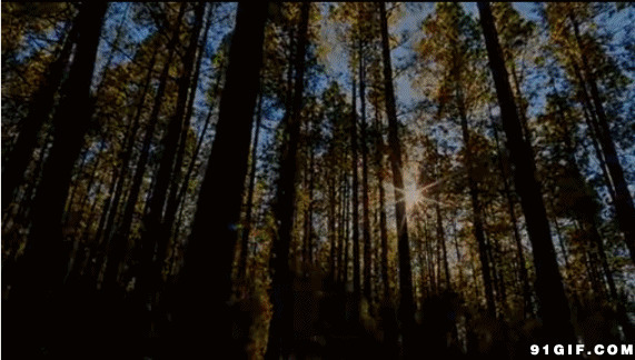 森林里的阳光gif图:森林