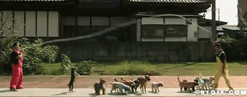 一群狗狗玩跳绳动态图:狗狗