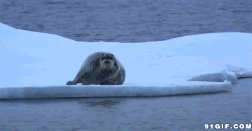 冰河上的海豹:海豹