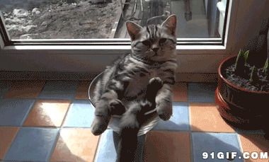 懒猫享受日光浴gif图:猫猫