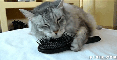 猫猫梳子刷毛动态图:猫猫