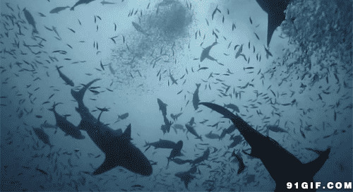 深海鱼群动态图:鱼群