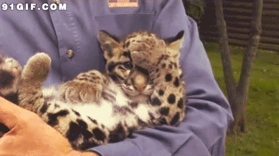 抱在怀里的小豹子闪图:豹子