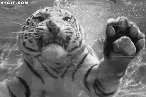 潜水的老虎动态图:老虎