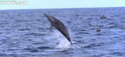 海豚海上表演gif图