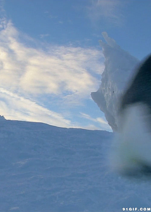 大企鹅滑雪动态图:企鹅