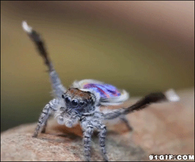 萌蜘蛛跳舞gif图:蜘蛛