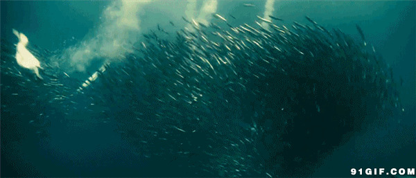 大鸟海底捕鱼动态图:捕鱼