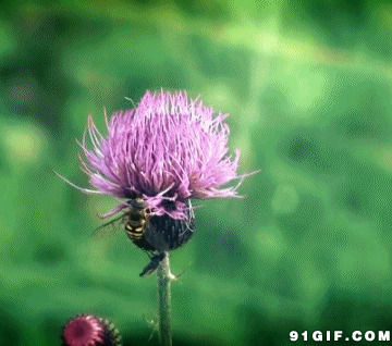 蜜蜂采花蜜忙动态图:蜜蜂