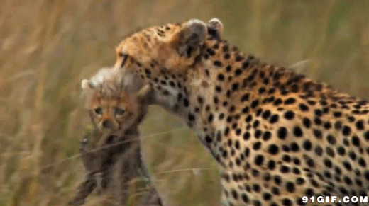 母豹叼着小豹子gif图:豹子