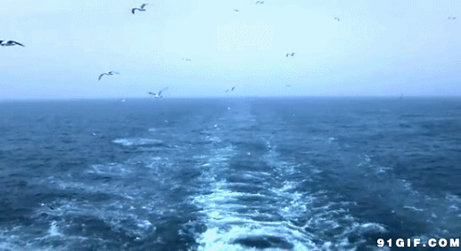 海面上飞翔的鸟gif图:海鸟