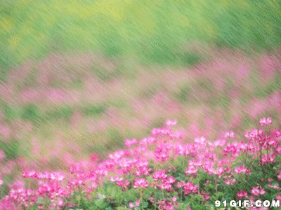暴雨中的鲜花唯美图片:雨景
