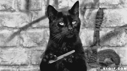 酷毙大黑猫动态图:猫猫