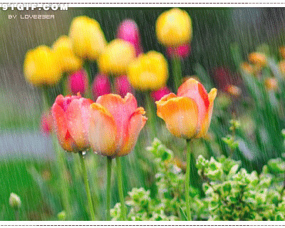 雨中的鲜花gif图