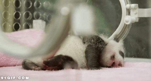 新生小熊猫动态图:熊猫