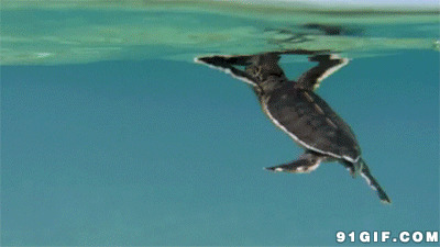 海龟水中游动态图:海龟