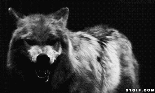 凶残的恶狼动态图:恶狼