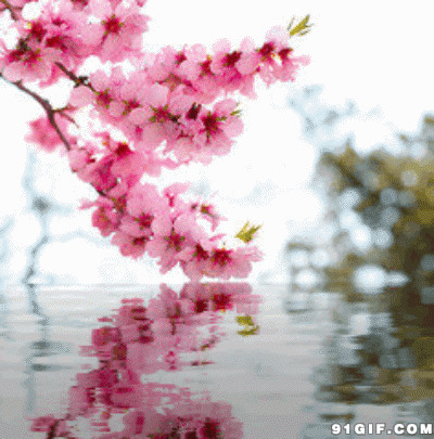 桃花水中倒影唯美图片:桃花