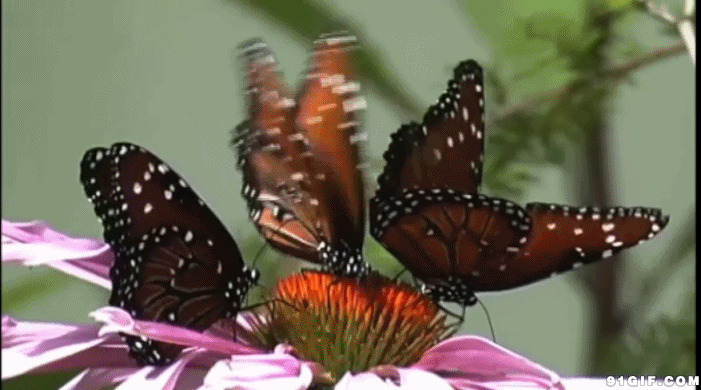 蝴蝶儿采花动态图:蝴蝶