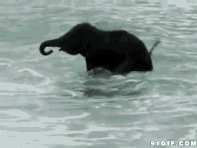 大象游泳动态图:大象
