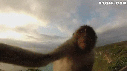 猴子高空自拍动态图:猴子