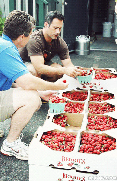 草莓种植交流动态图:草莓
