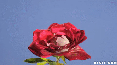 大红花盛开动态图:花开