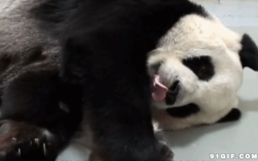 熊猫母子好腻歪闪图:熊猫