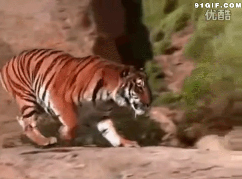 山间老虎跳跃动态图:老虎