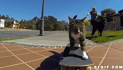 霸气猫猫玩滑板闪图:猫猫