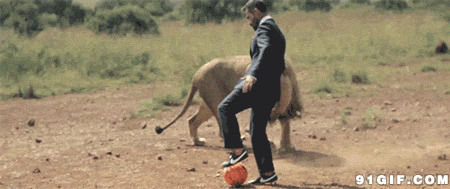 男人和狮王踢球动态图:狮子