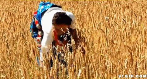 农户收割稻谷gif图