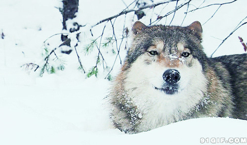 雪地猎犬gif图:猎犬