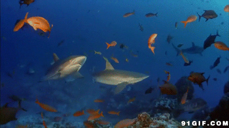 海底观赏鱼gif图:观赏鱼