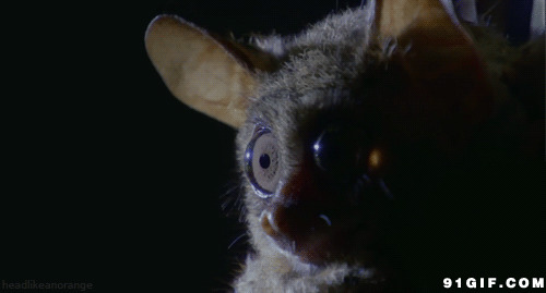 蝙蝠灵敏的耳朵gif图:蝙蝠
