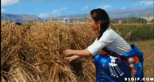 农家女收割稻谷闪图