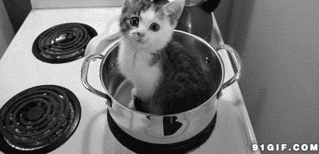 躲在汤锅里的小猫闪图