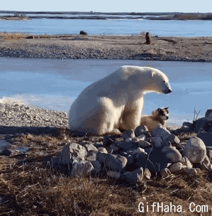 有爱的北极熊动态图:北极熊