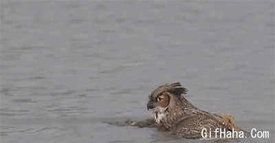 老鹰游泳过河动态图:老鹰