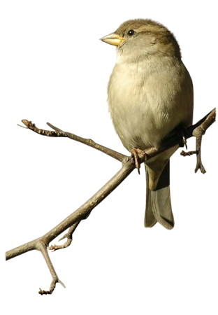 毛茸茸的小麻雀PNG图片