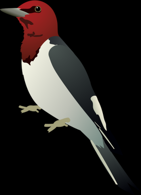 红头麻雀PNG图片