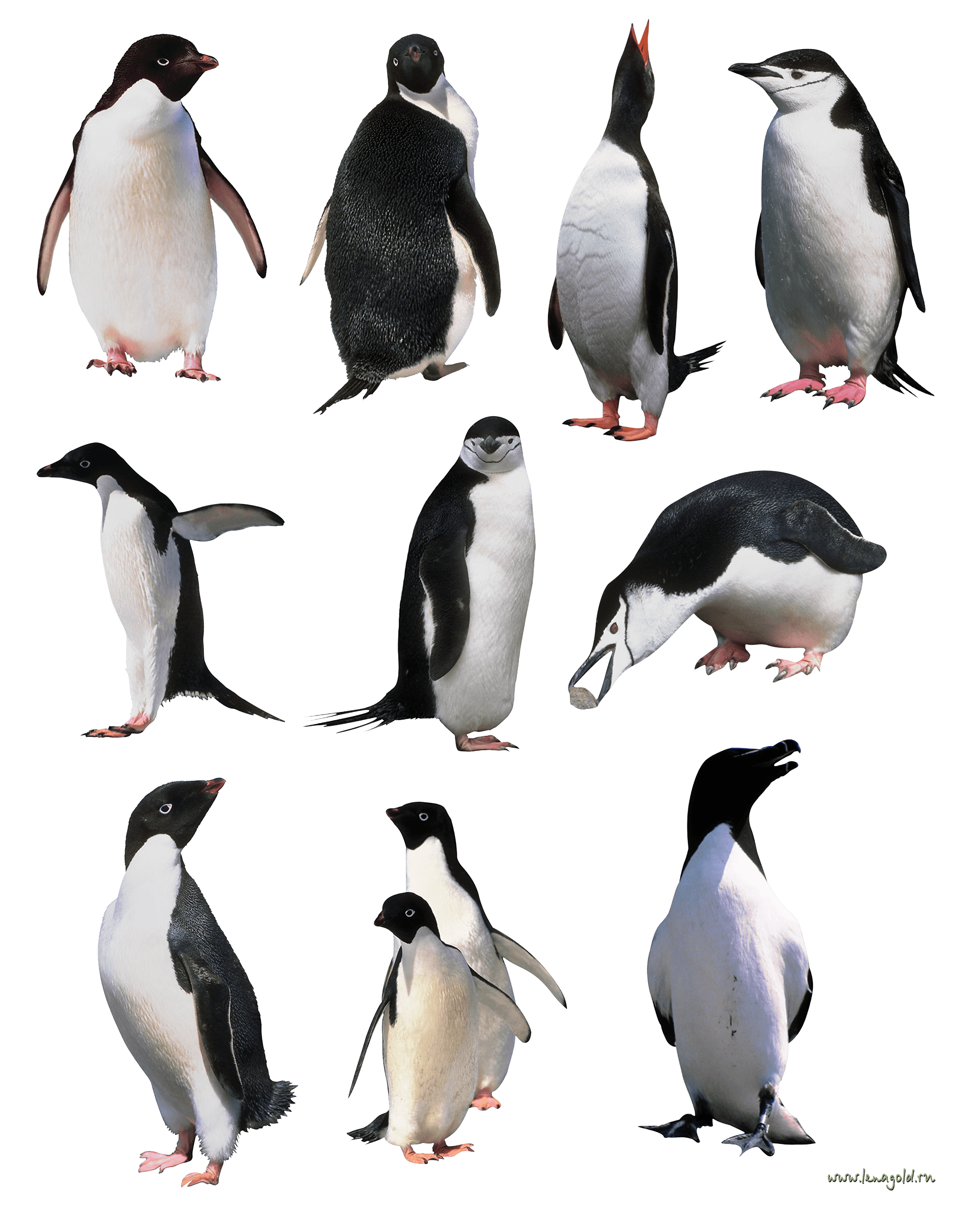 企鹅各种姿势PNG图片