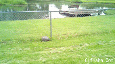 乌龟爬铁丝网搞笑图片:乌龟