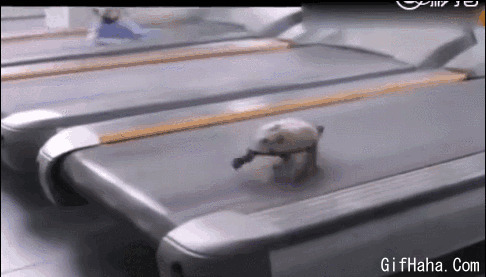 乌龟玩跑步机搞笑图片:乌龟