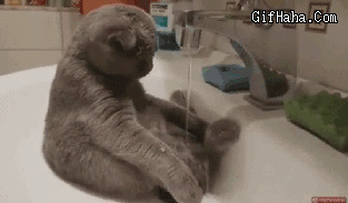 猫猫洗头搞笑图片